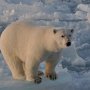 Polar Bear. (Fram Strait, 2009)
